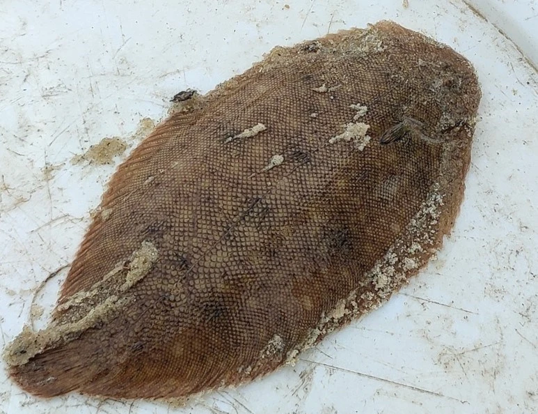 Oriental sole, Brachirus orientalis, Brachirus orientalis