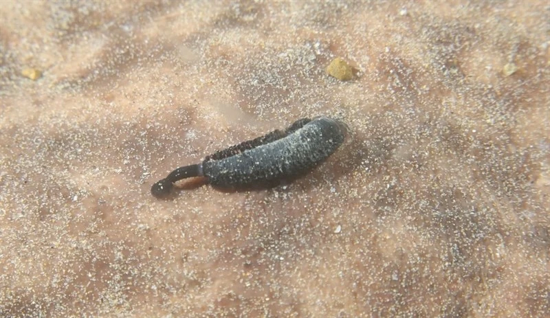 , Leech - Branchellion torpedinis, Branchellion torpedinis