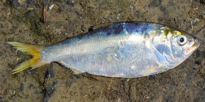 Argentine menhaden, Brevoortia pectinata, Brevoortia pectinata