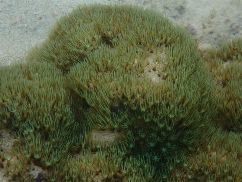 , Green Star Polyp - Briareum hamrum, Briareum hamrum