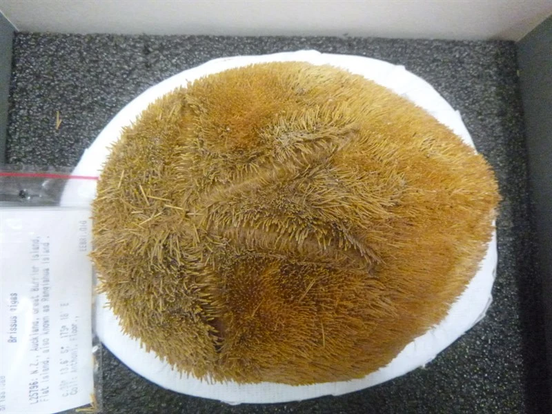 , Brissus gigas, Brissus gigas