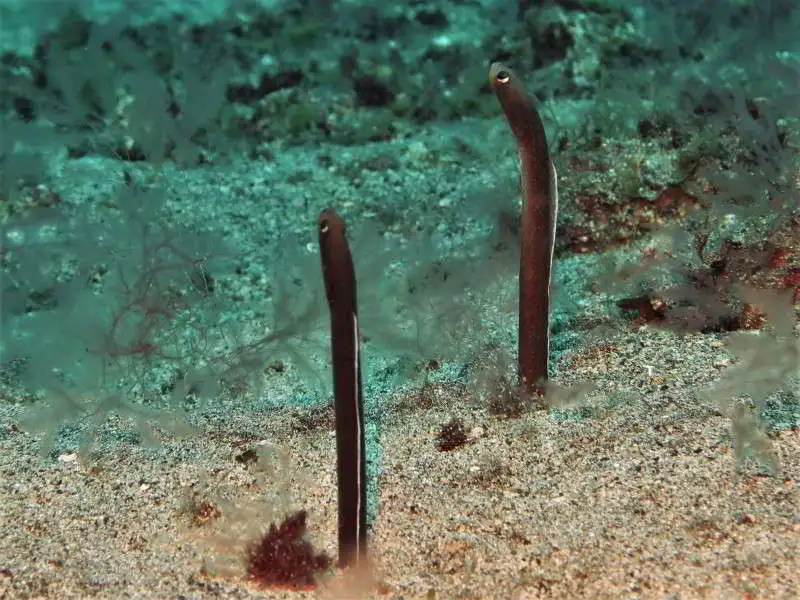 Brown-Garden-Eel-Heteroconger-longissimus-Image-scuba-diving-canary-islands-anguilliformes-species