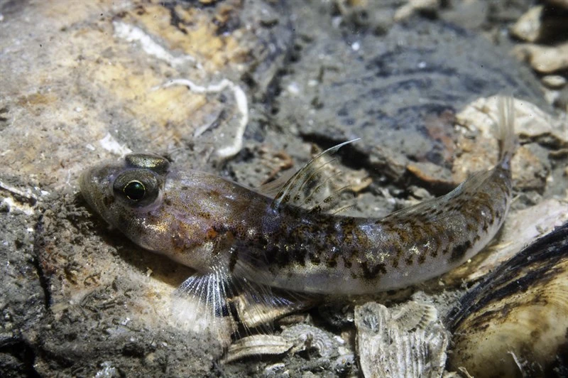 Jeffrey's goby, Jeffrey's Goby, Buenia jeffreysii