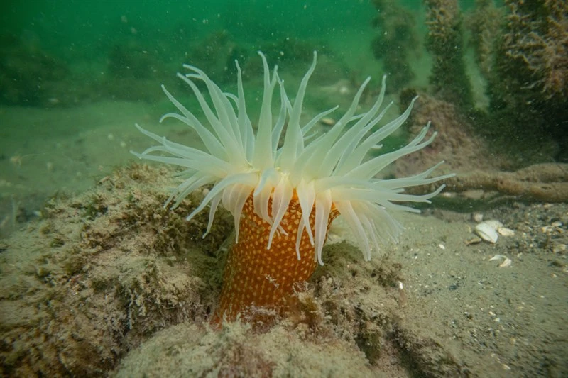 , Bunodactis chrysobathys