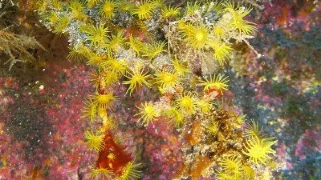 Bushy-Encrusting-Anemone-Macaronesian-Yellow-Antipathozoanthus-macaronesicus-Gerardia-macaronesica-zoantharia-species-anthozoa-diving-canary-islands-