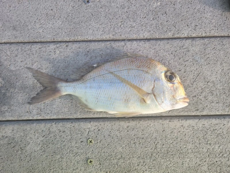 Whitebone porgy, Calamus leucosteus, Calamus leucosteus