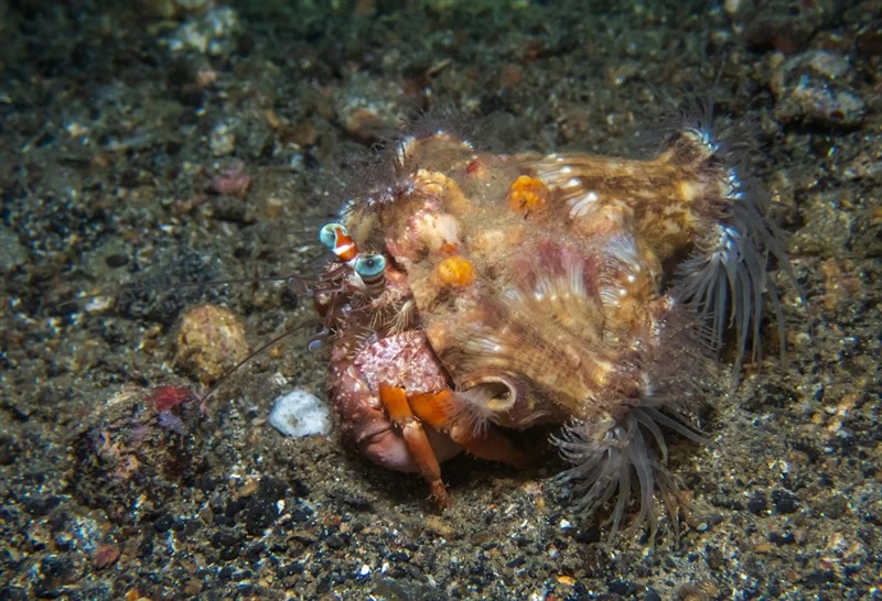 , Hermit Crab Anemone, Calliactis polypus