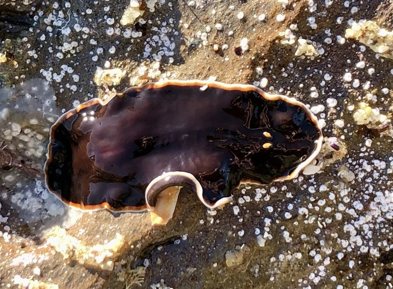 , Orange-margined Flatworm, Callioplana marginata