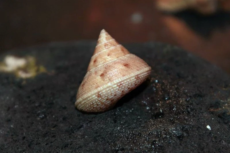 , Calliostoma granulatum