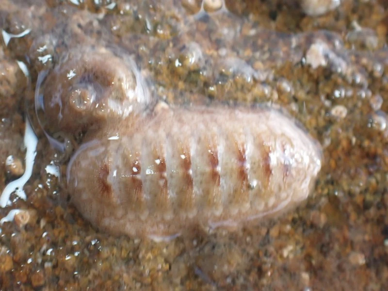 , Callistochiton antiquus, Callistochiton antiquus