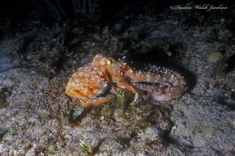 , White-spotted Octopus, Callistoctopus macropus