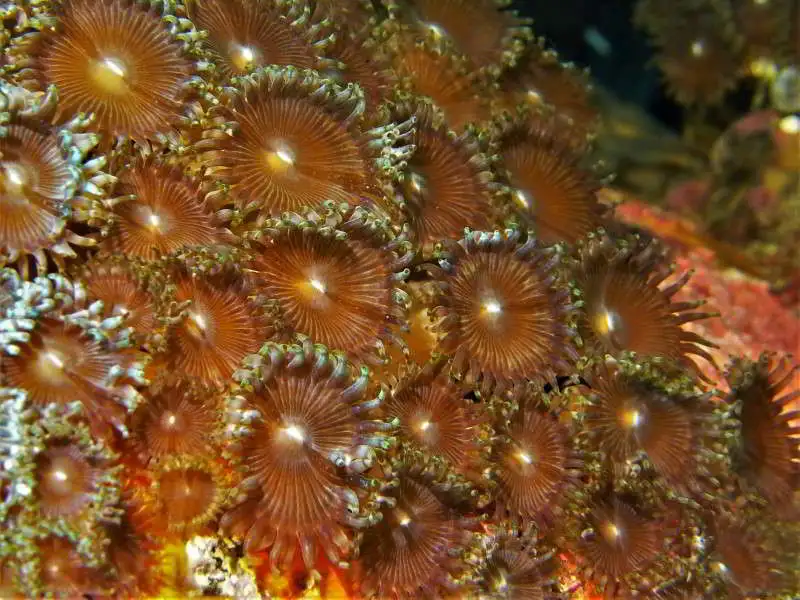 Canarian-Sea-Mat-Palythoa-canariensis-image-scuba-diving-canary-islands-species-anthozoa-anemones-encrusting