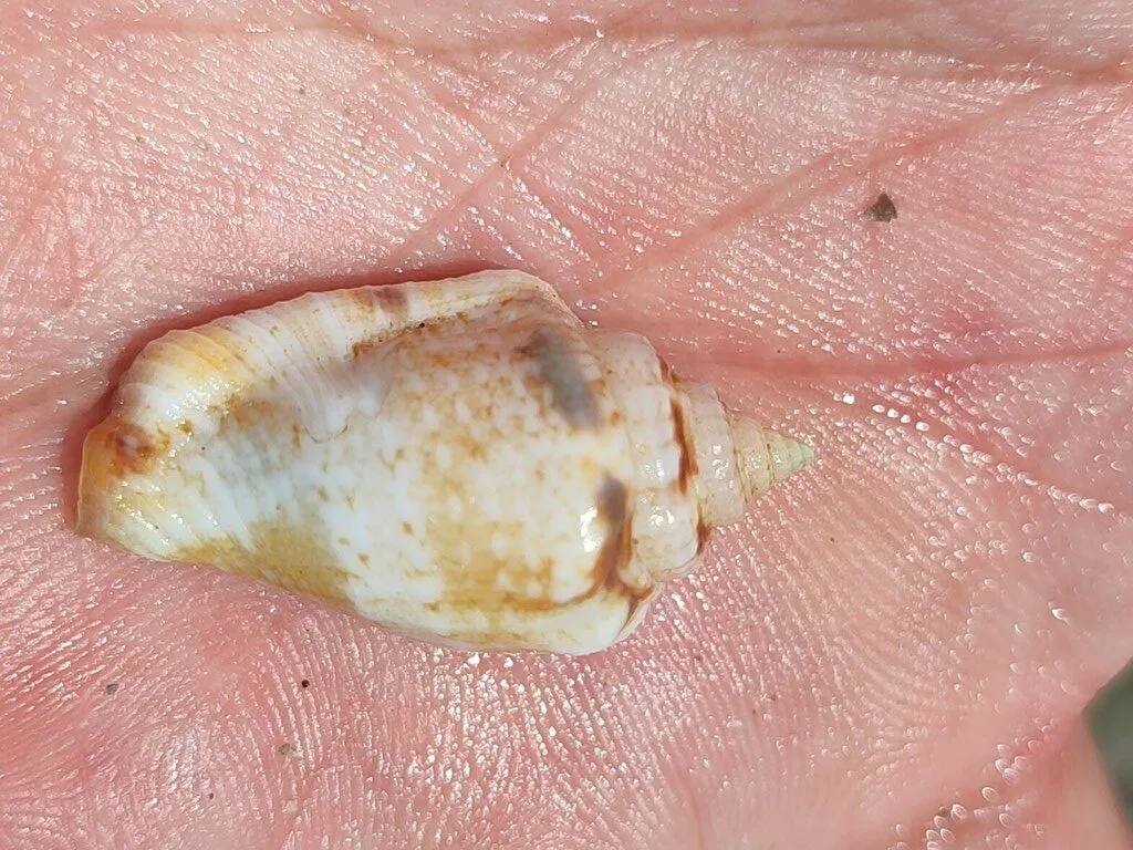 , Canarium microurceum, Canarium microurceum