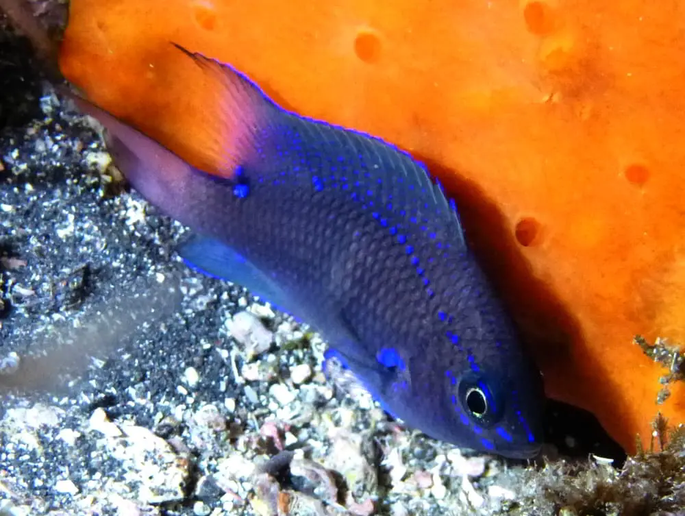 Canary Damsel – Abudefduf luridus