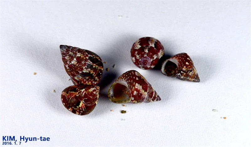 , Cantharidus japonicus