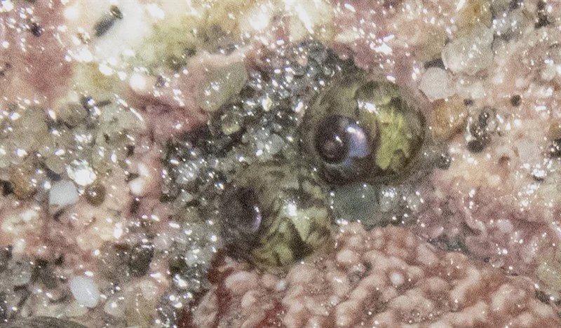 , Cantharidus puysegurensis