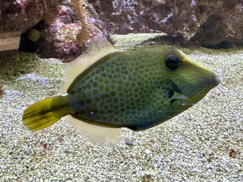 Honeycomb filefish, Honeycomb Filefish, Cantherhines pardalis