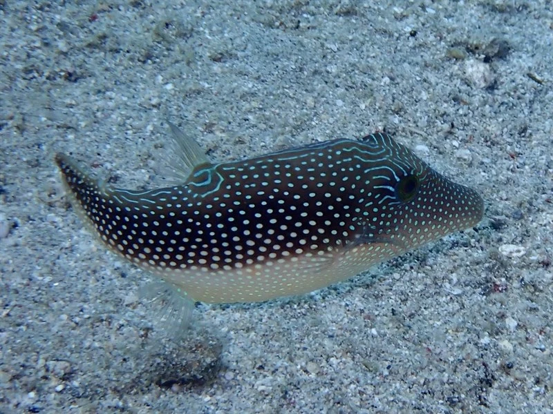 , Margaritata Puffer, Canthigaster margaritata