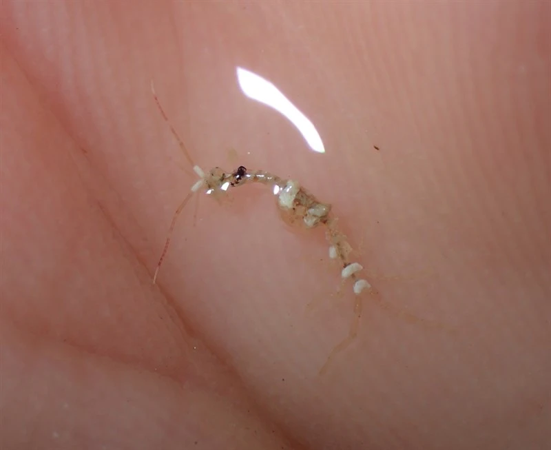 , Caprella acanthifera, Caprella acanthifera