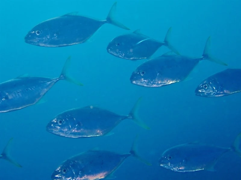 Bludger, , Carangoides gymnostethus