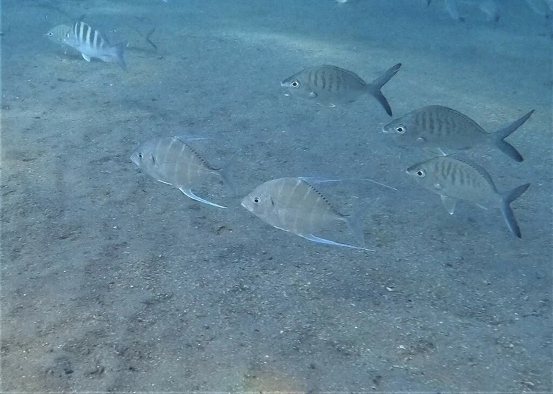 Threadfin jack, Carangoides otrynter, Carangoides otrynter