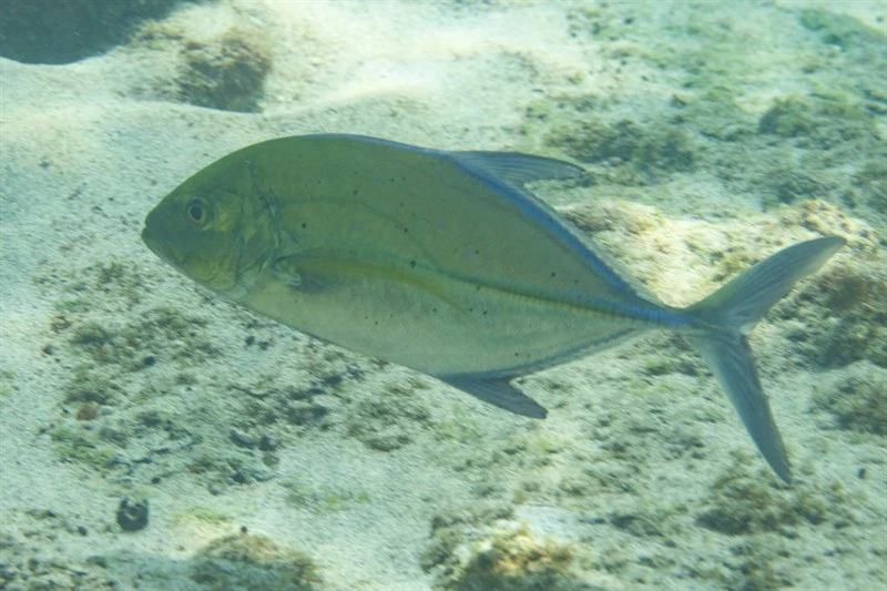 Bluefin trevally, Bluefin Trevally, Bluefin Jack, Bluefin Kingfish, Bluefinned Crevalle, Blue Ulua, Omilu,  Spotted Trevally, Caranx melampygus