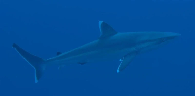 Silvertip shark, Silvertip Shark, Carcharhinus albimarginatus