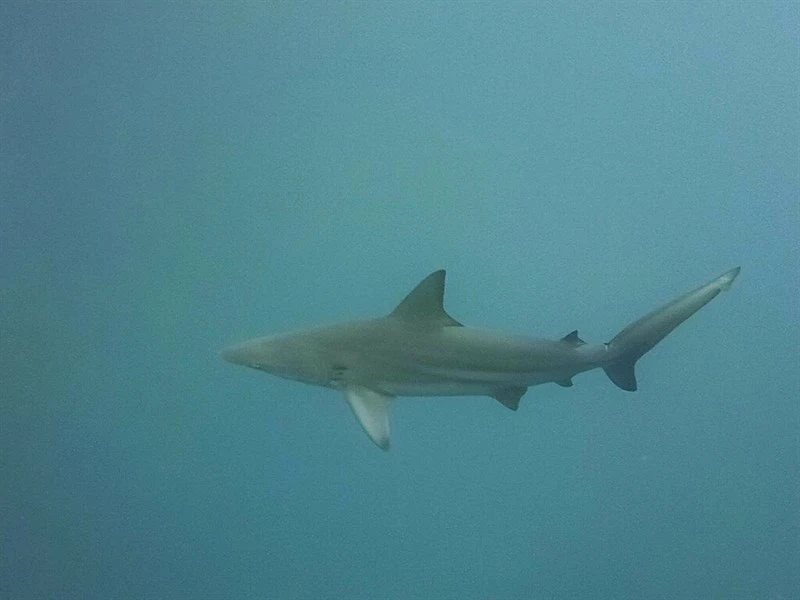 Blacktip shark, Blacktip Shark, Blacktip Whaler, Carcharhinus limbatus
