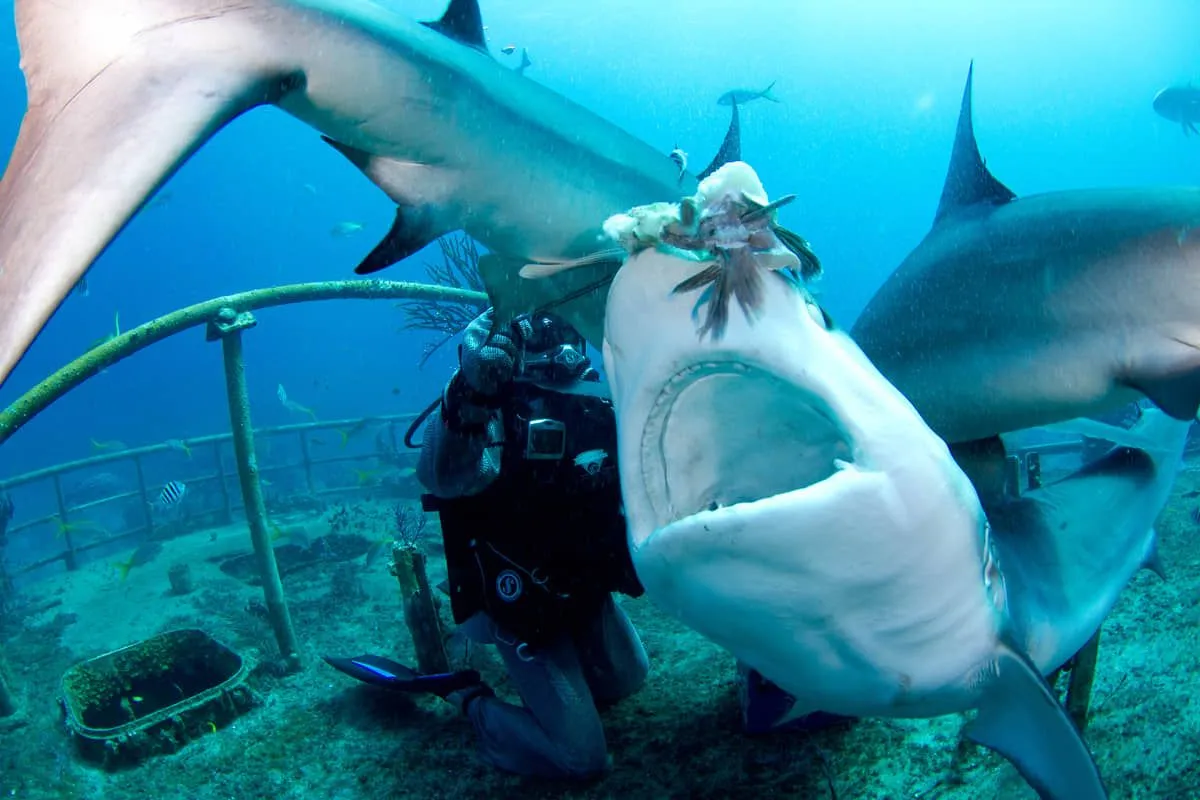 Carcharhinus perezi shark feeding bahamas