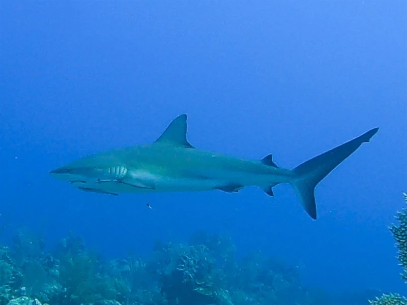 Caribbean reef shark, Caribbean Reef Shark, Carcharhinus perezii