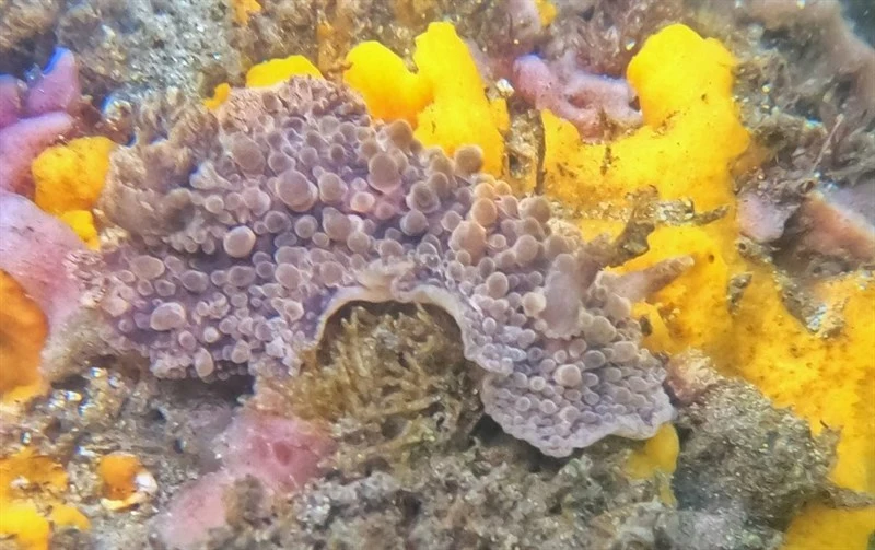 , Nudibranch - Carminodoris bramale, Carminodoris bramale