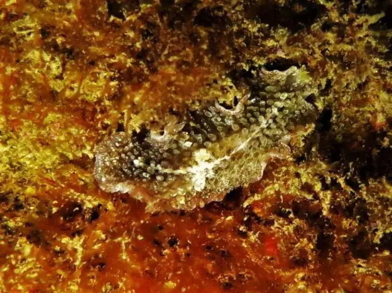 Carpet-Flatworm-Thysanozoon-brocchii-flatworms-species-Plathelminthes-Mediterranean-Sea-scuba-diving-canary-islands