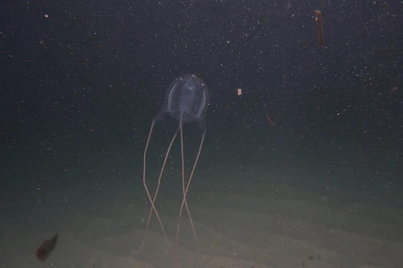 , Sea Wasp - Carybdea marsupialis, Carybdea marsupialis