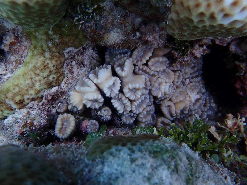 , Trumpet Coral, Caulastraea echinulata