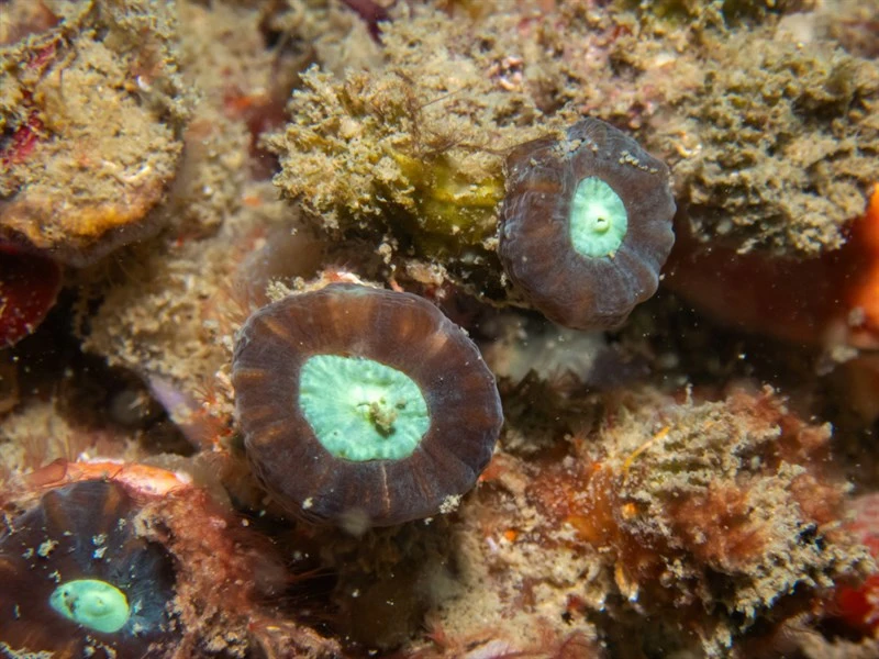 , Candycane Coral, Torch Coral, Caulastraea furcata