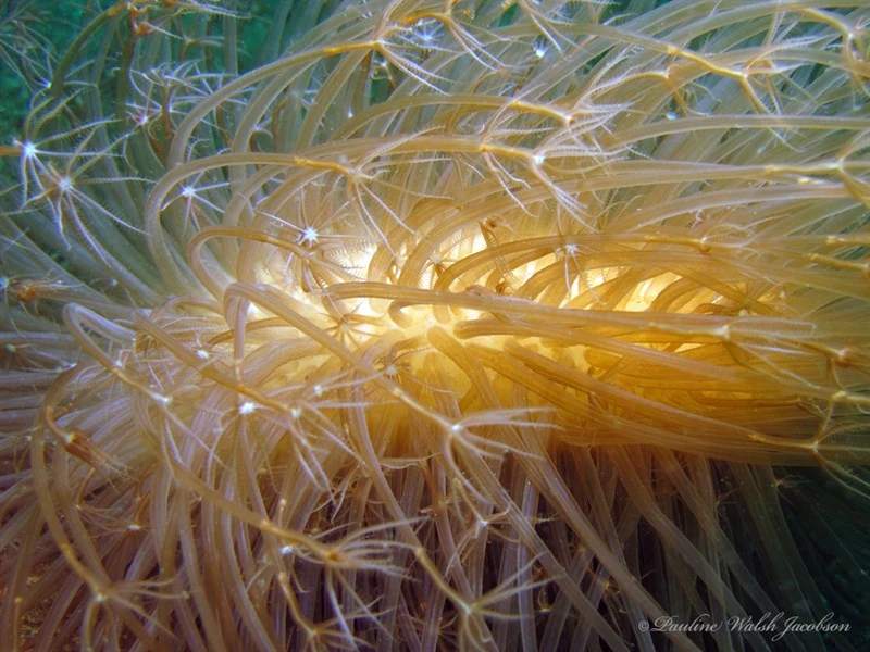 , Sea Pen, Cavernularia obesa