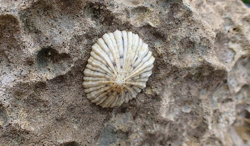 , Cellana howensis, Cellana howensis