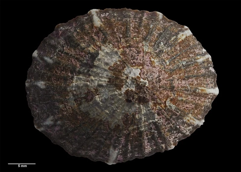 , Cellana pricei, Cellana pricei