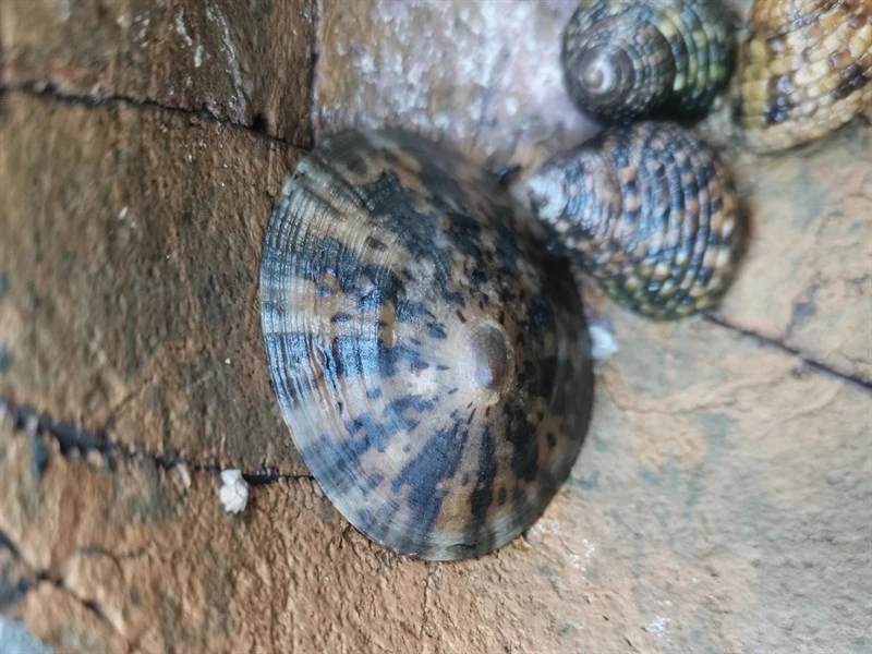 , Cellana testudinaria