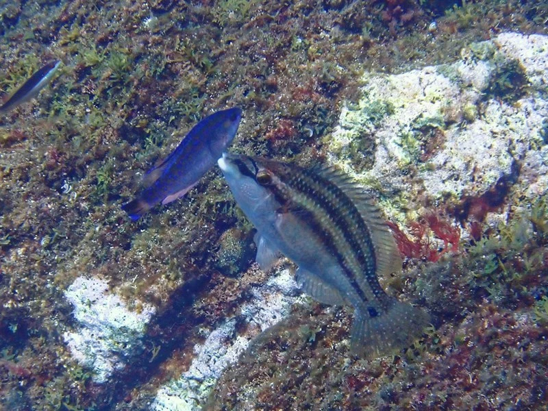 , Centrolabrus Melanocercus, Centrolabrus melanocercus