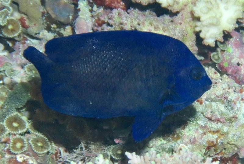 Blue Velvet Angelfish, Centropyge deborae