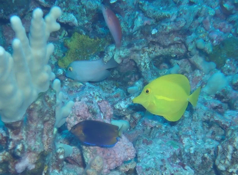 Orange angelfish, Orange Angelfish, Centropyge fisheri