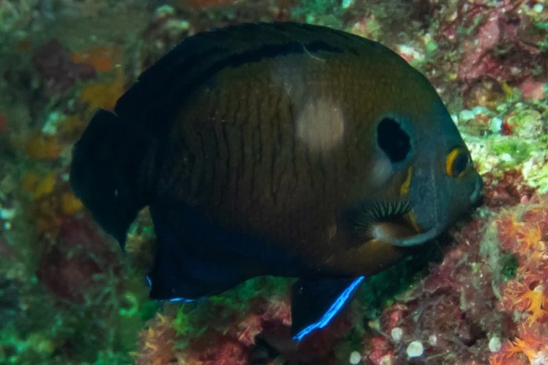 Dusky angelfish, Dusky Angelfish, Centropyge multispinis