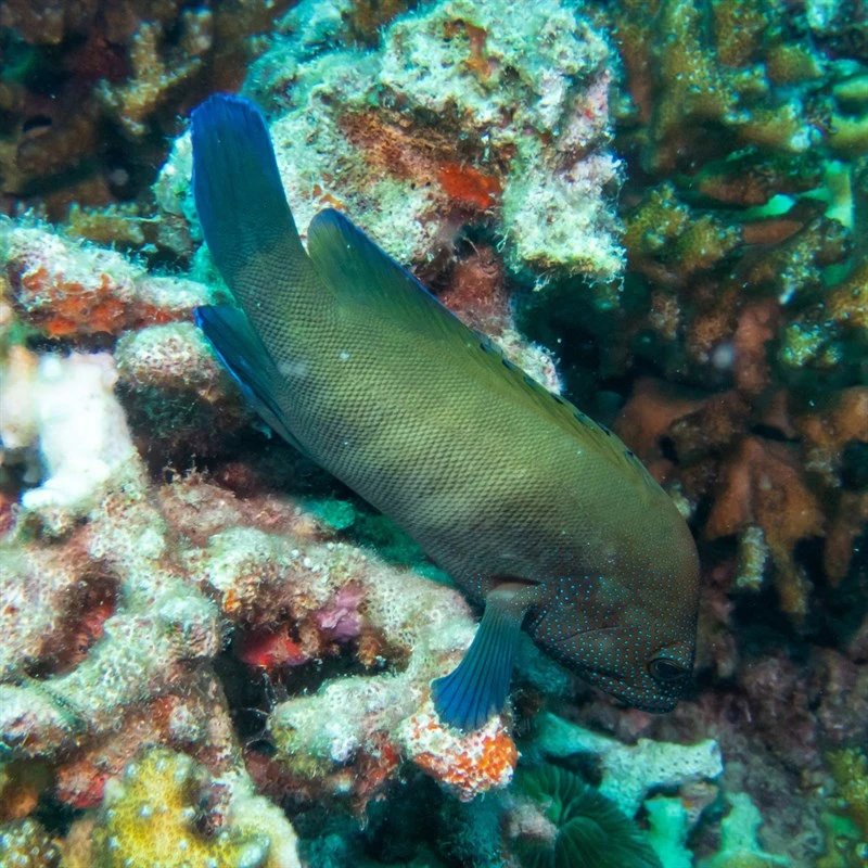 Freckled hind, Freckled Hind, Cephalopholis microprion