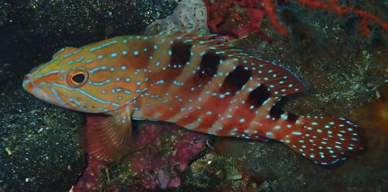 Sixblotch hind, Saddle Grouper, Cephalopholis sexmaculata