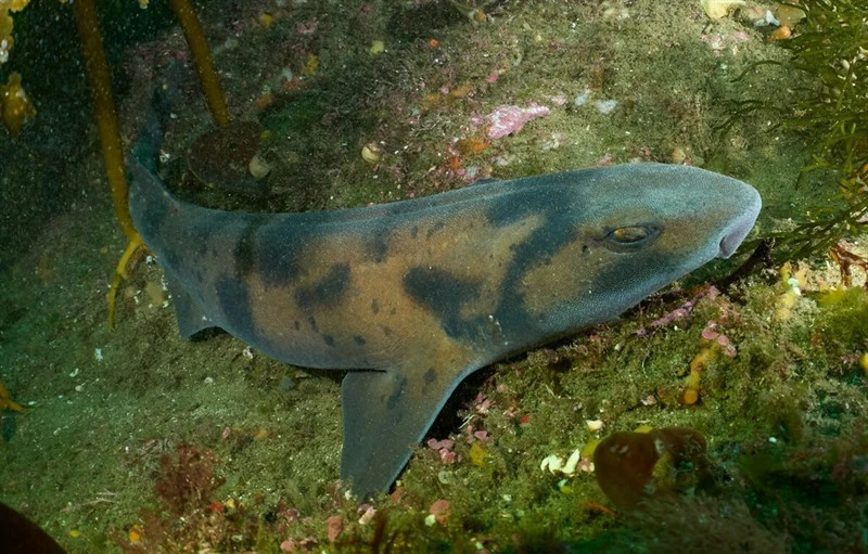 Draughtsboard shark, , Cephaloscyllium isabella