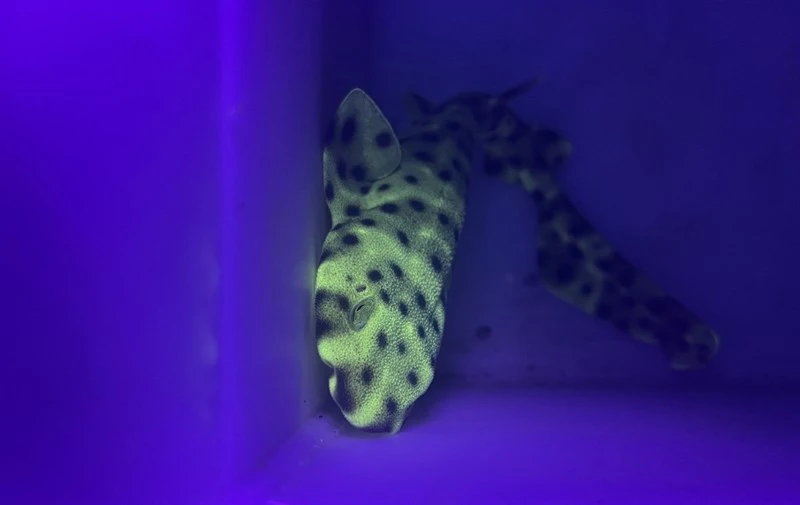 Swellshark, Cephaloscyllium ventriosum