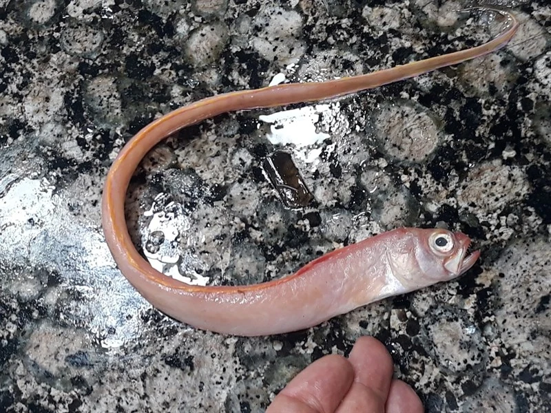 Red bandfish, Red Bandfish - Cepola macrophthalma, Cepola macrophthalma