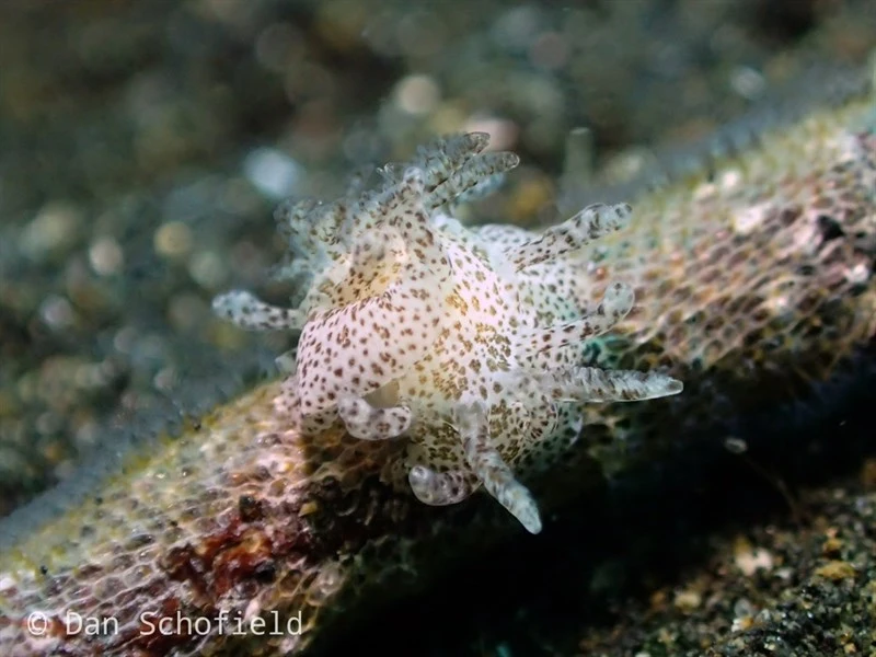 , Nudibranch - Ceratodoris pilosa, Ceratodoris pilosa