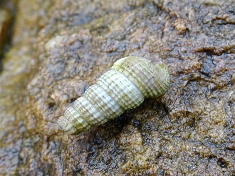 , Cerithidea moerchii